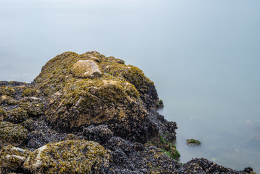 beach rock covered in carpet of lush kelp