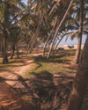 beachside palms