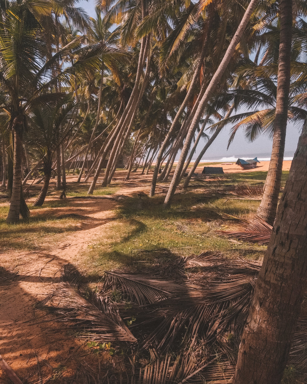 beachside palms