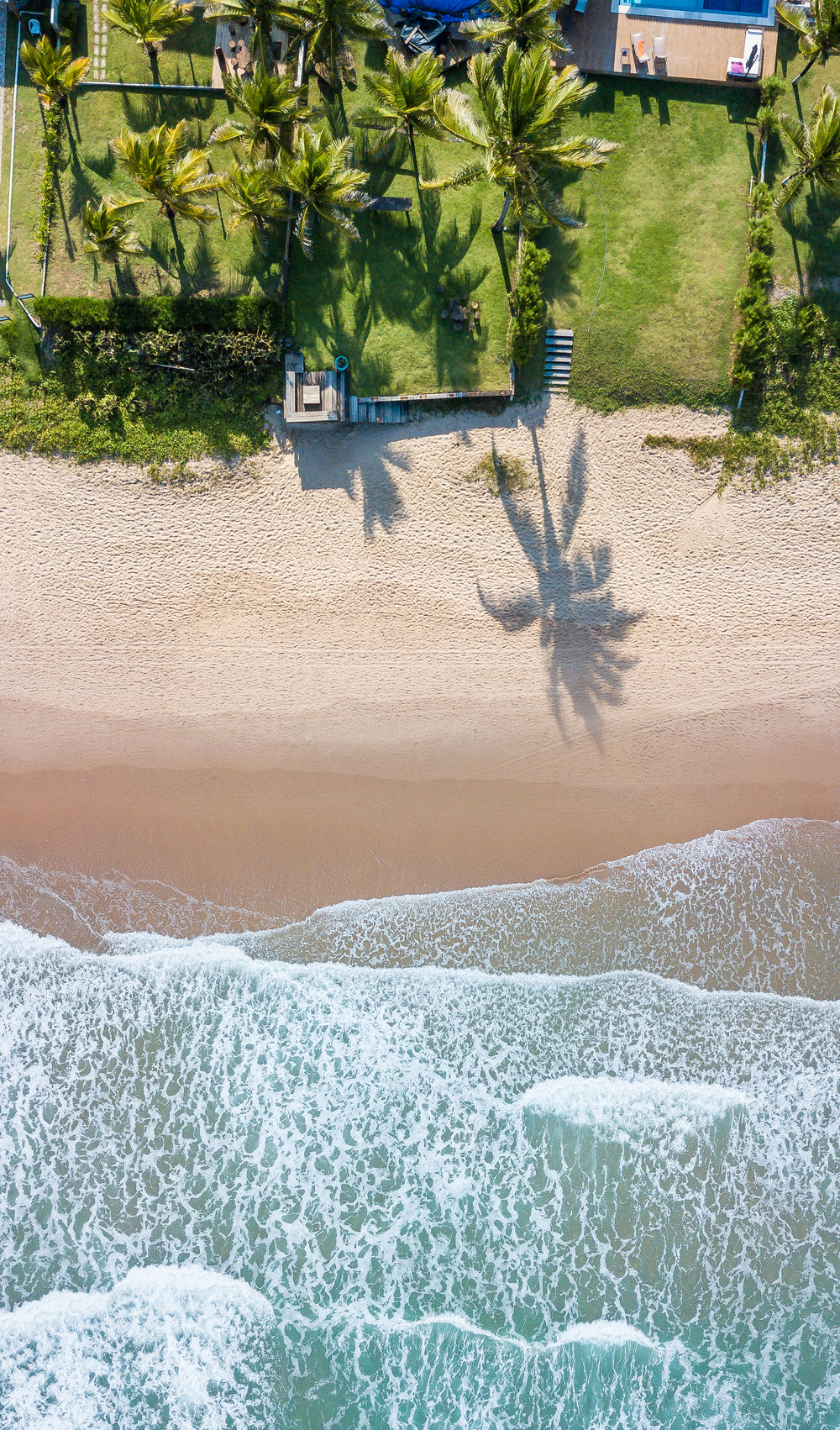 beachside yards with palms by water