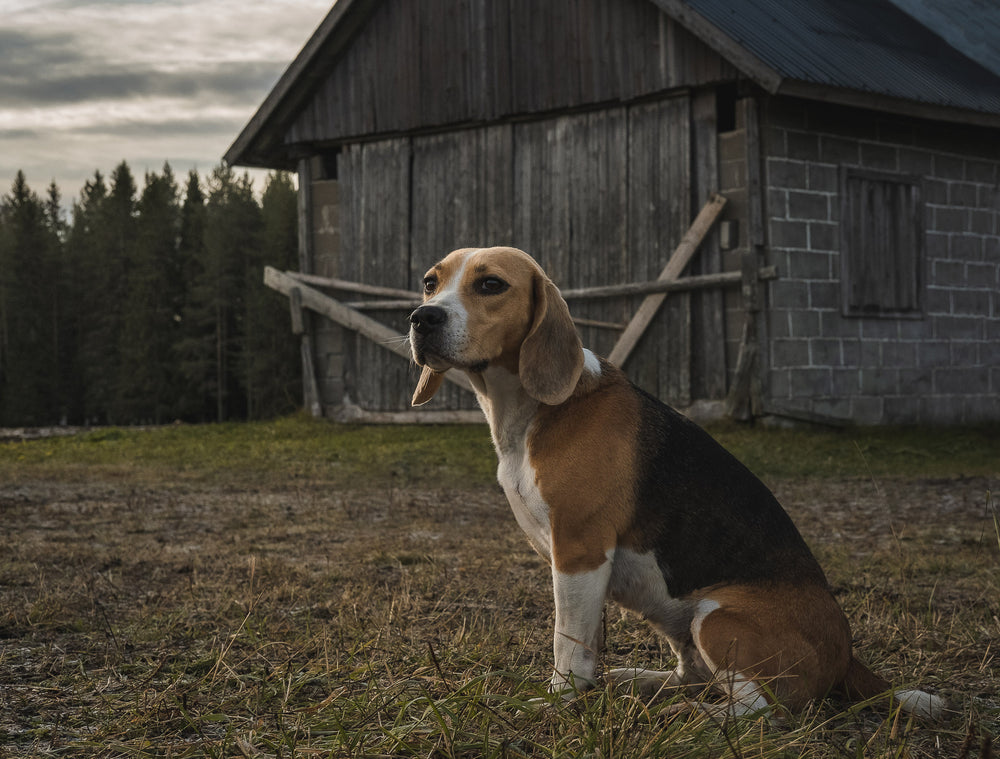 beagle in yard