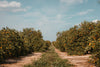 beaten dirt road between rows of orange trees in orchard