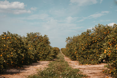 beaten dirt road between rows of orange trees in orchard