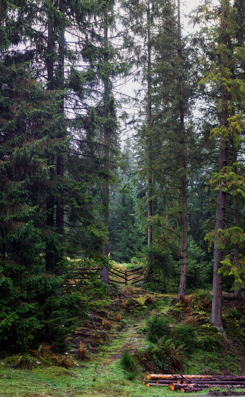 beaten forest walk way