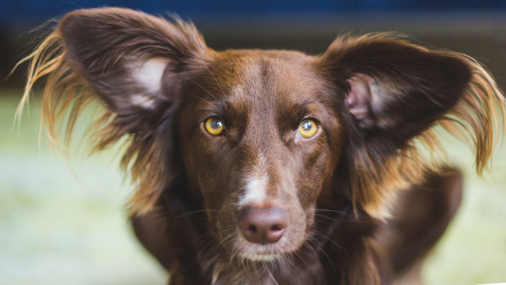 beautiful brown dog