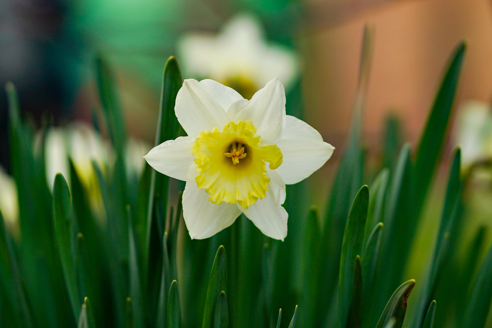 beauty shot of a white flower