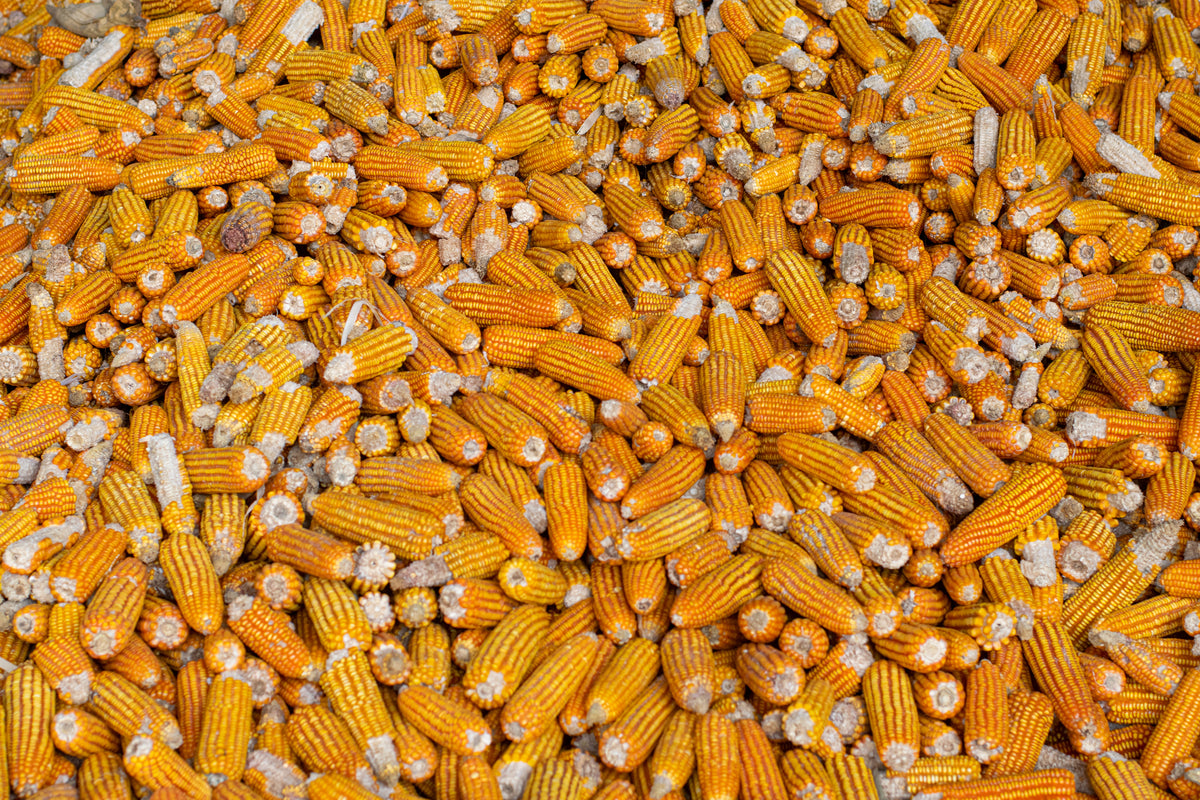 bed of corn cobs