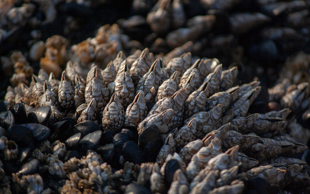 bed of mussels