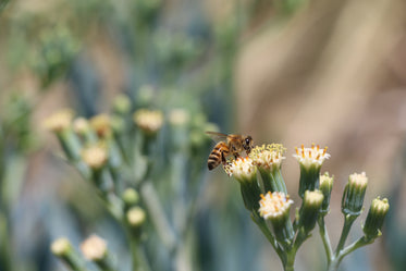 bee and nectar