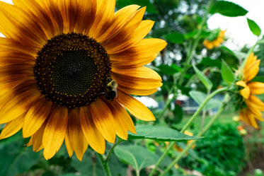 bee in a sunflower