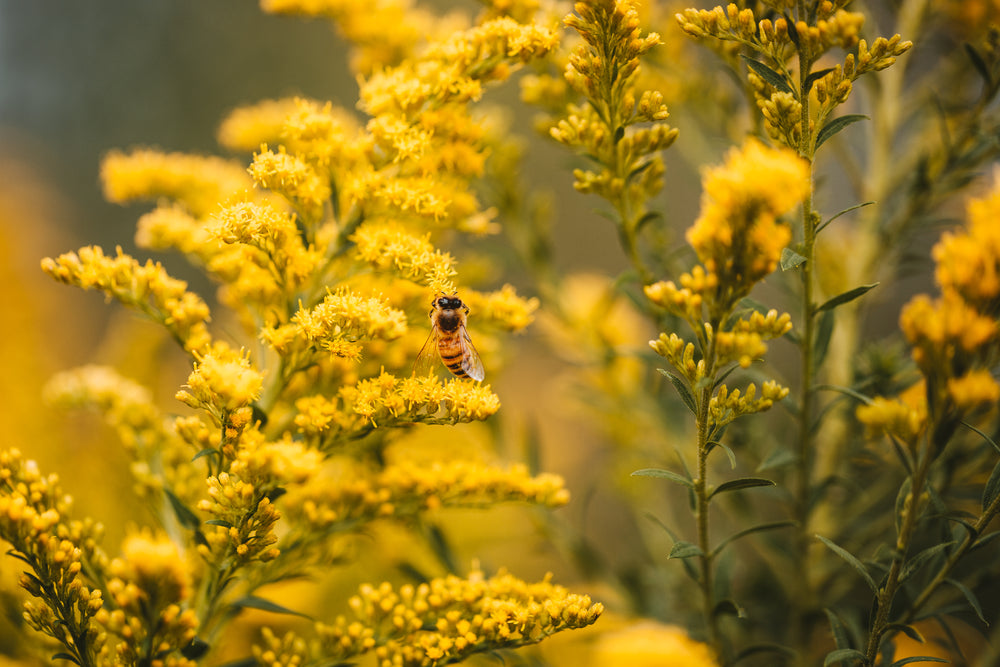 bee on yellow