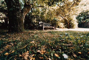 bench under a green tree