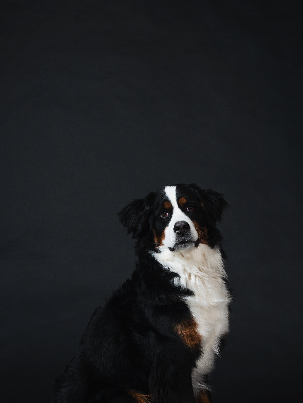 bernese mountain dog against black