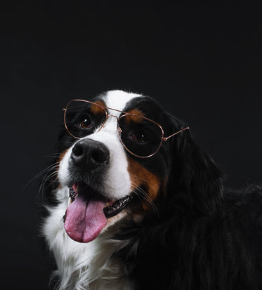 bernese mountain dog wears glasses