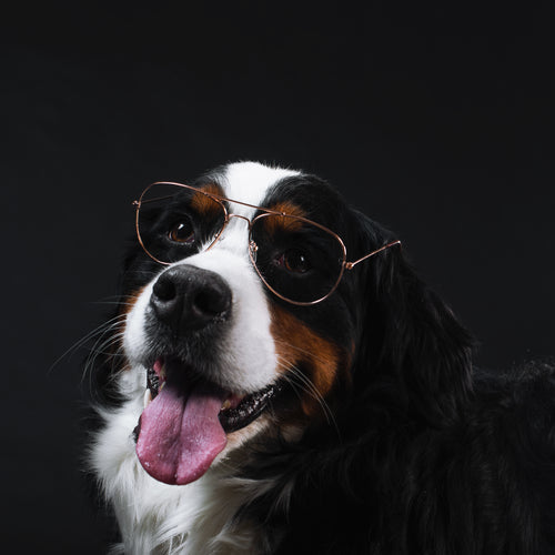 Bernese Mountain Dog Wears Glasses