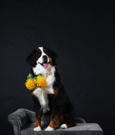 bernese mountain dog with flowers