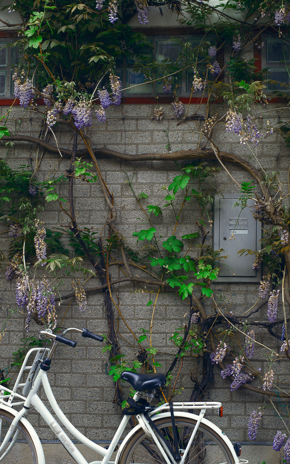 bicycle and vines