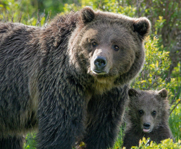 big brown bear in green grass with a young bear behind it