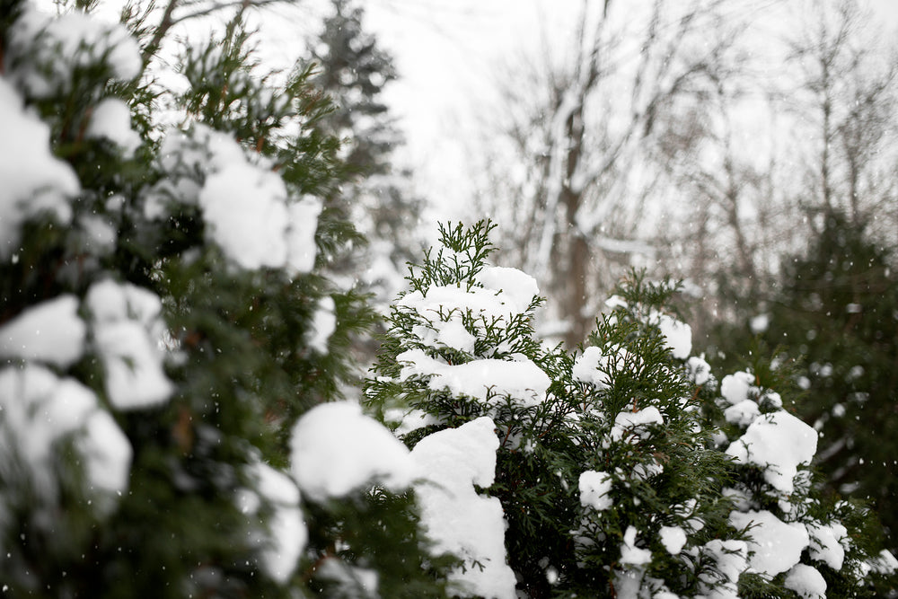 big frost cakes huddle around pine trees in the woods