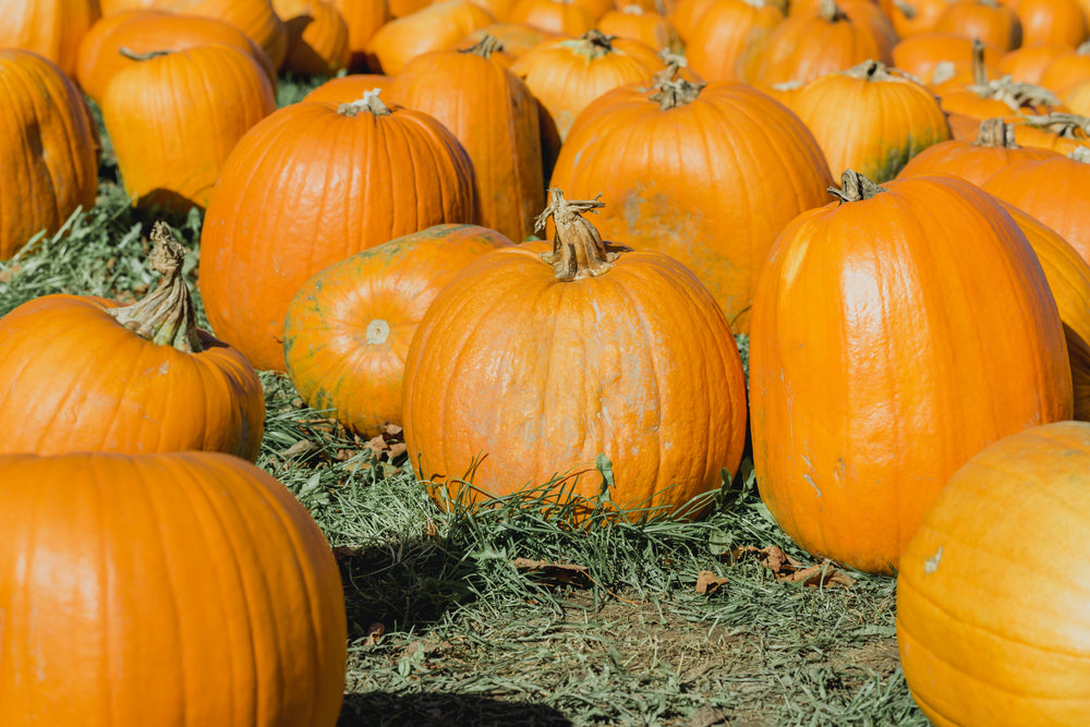 big orange pumpkins