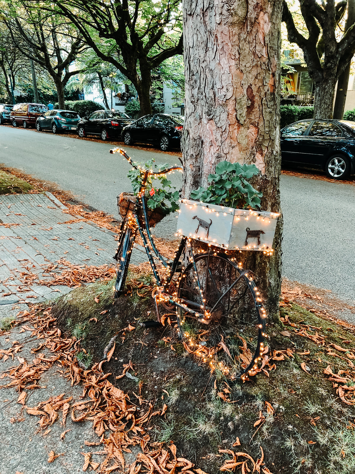bike with lights strung all over it parked by a tree trunk