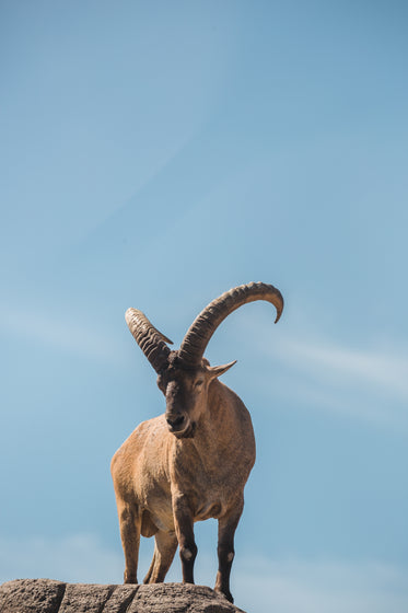 billygoat vertical on rocks