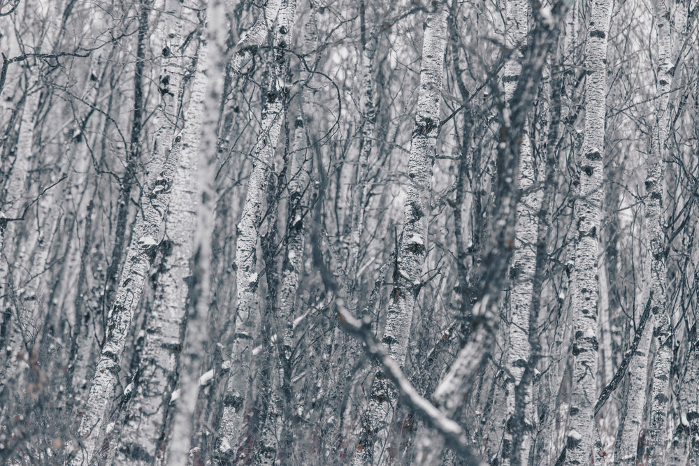 birch trees in winter