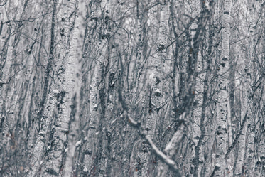 birch trees in winter