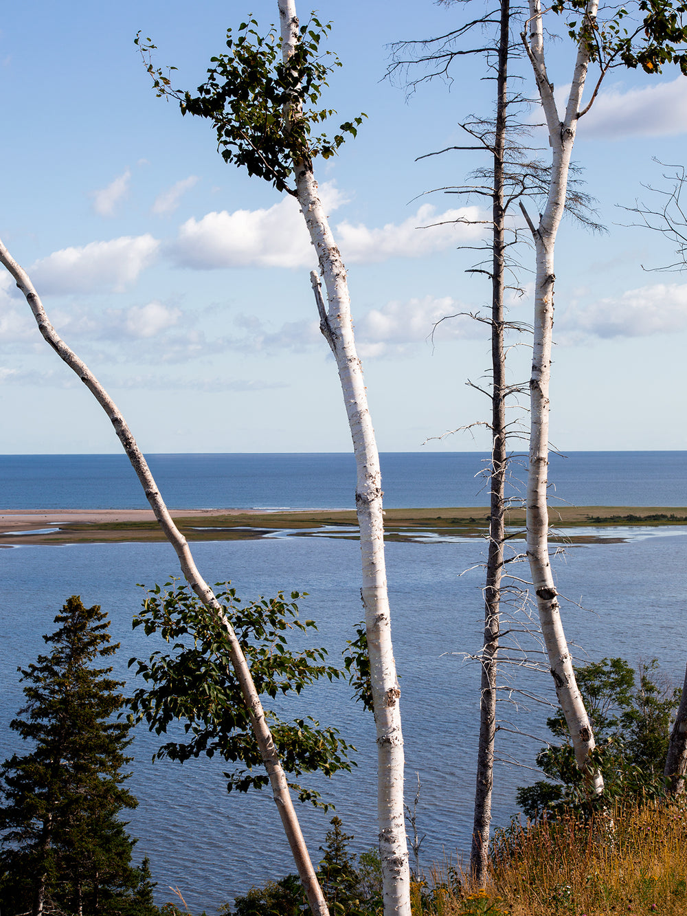 birch trees looking out to water