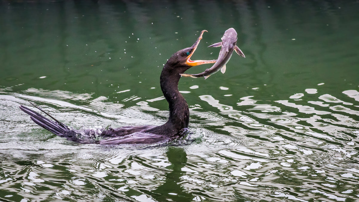 bird catches fish in its beak while floating in the water