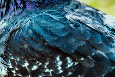 bird feather detailed close up