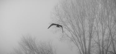 bird of prey glides through misty sky