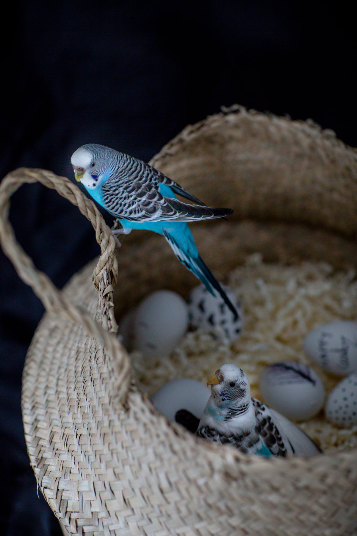 bird perched on a basket protecting her eggs