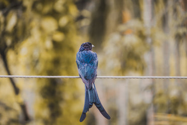 bird perched on a wire