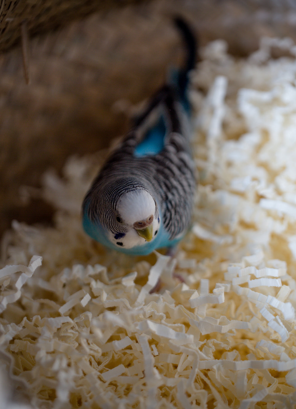 bird relaxing in a basket