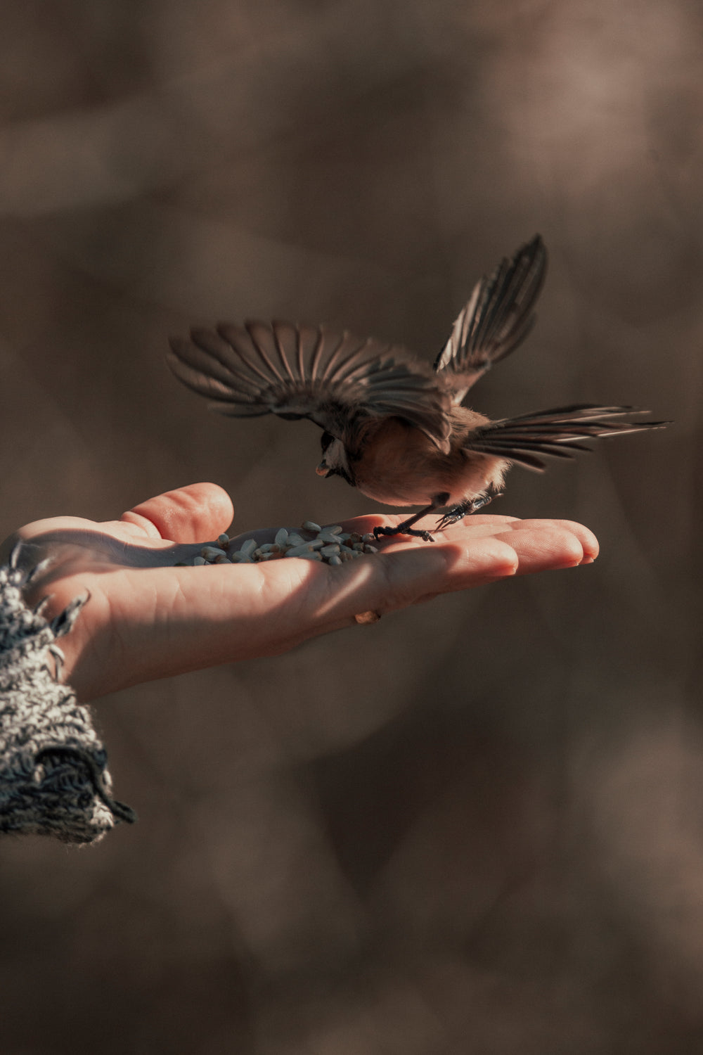 bird spreads its wings as it lands on the palm of a persons hand