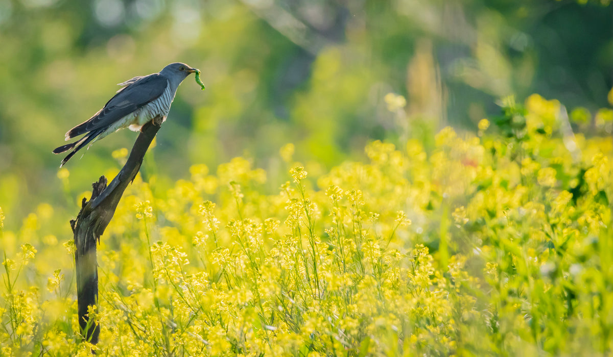 bird with a green worm in a field of yellow flowers