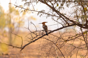 bird with a sharp pointed beak sits in a bare tree