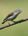 bird with blue beak perched on branch