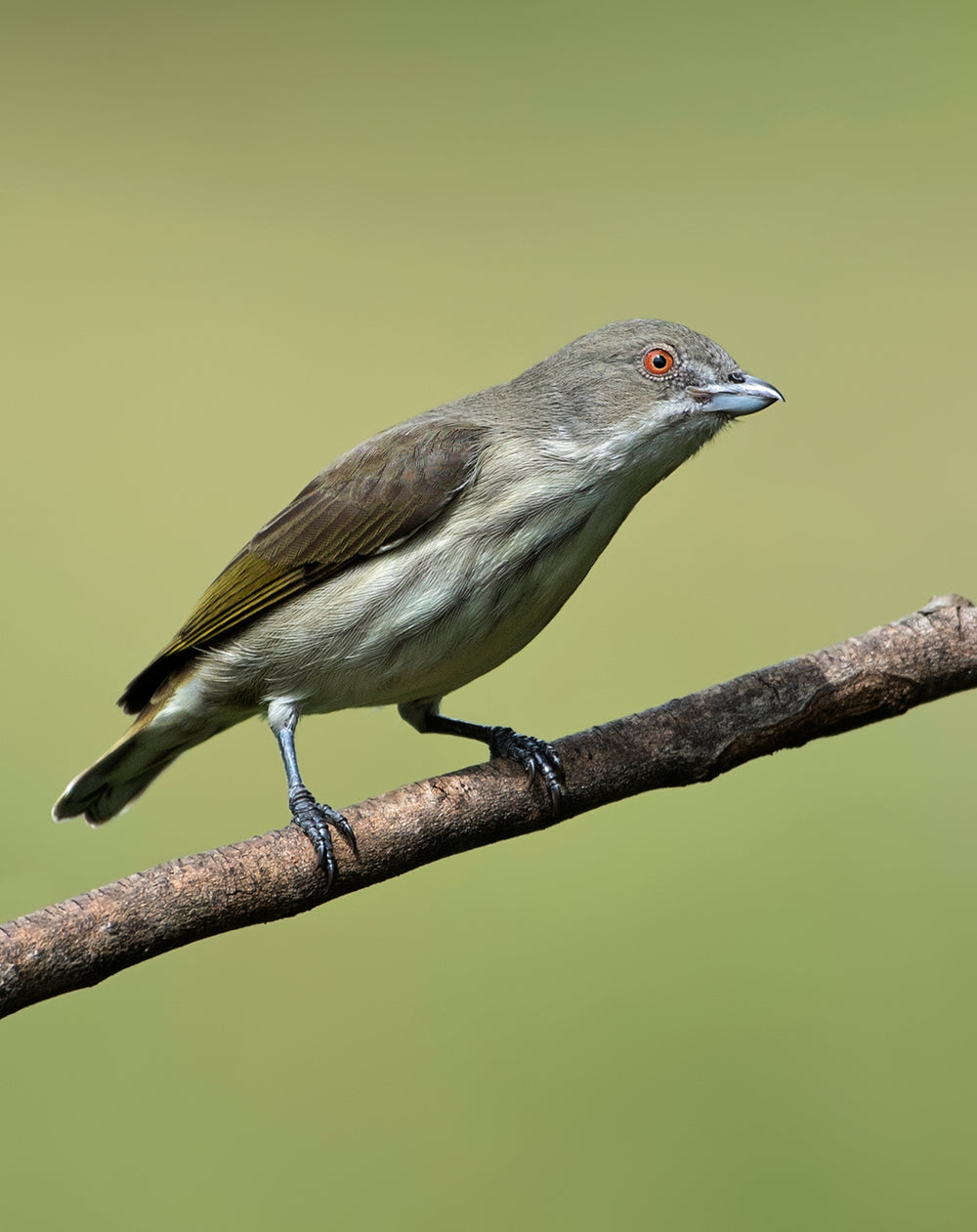 bird with blue beak perched on branch