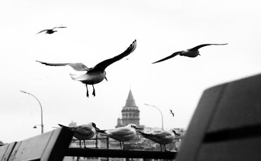 birds captured in flight and perched in black and white