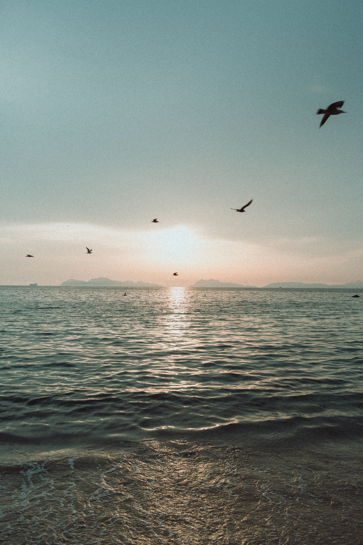 Birds Fly Across A Sea Landscape