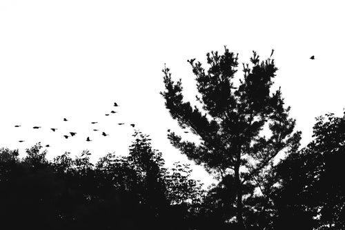 birds flying above treeline