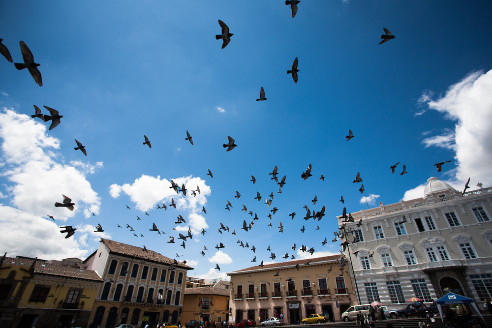 birds flying over urban centre