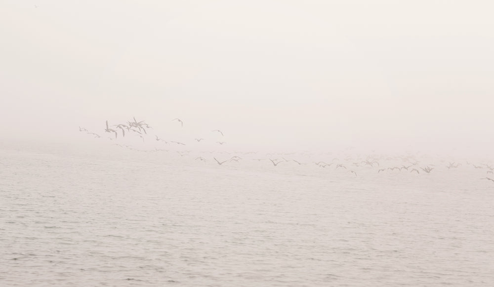 birds on cloudy waters