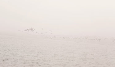 birds on cloudy waters