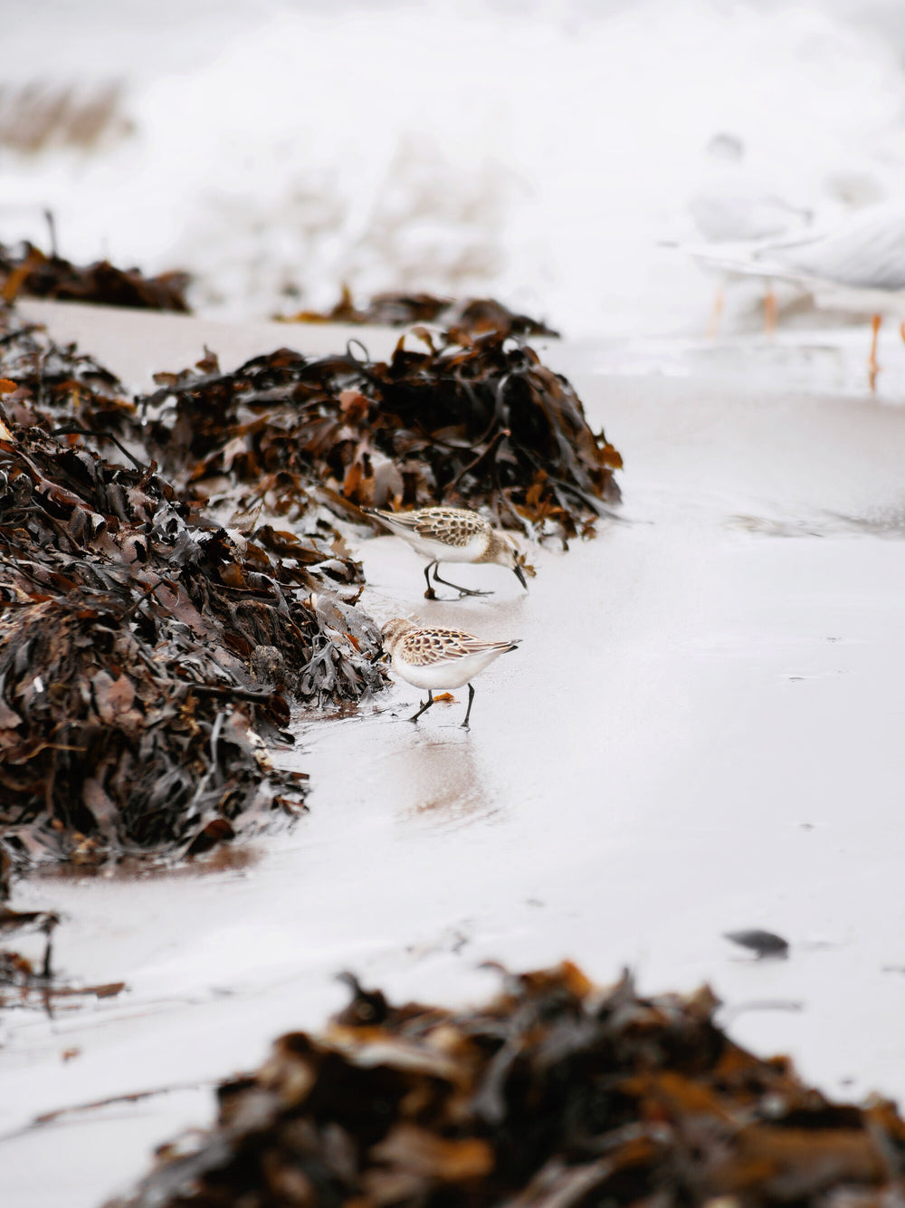 birds on sand