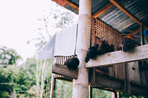 birds perched on wood beams of indonesian temple