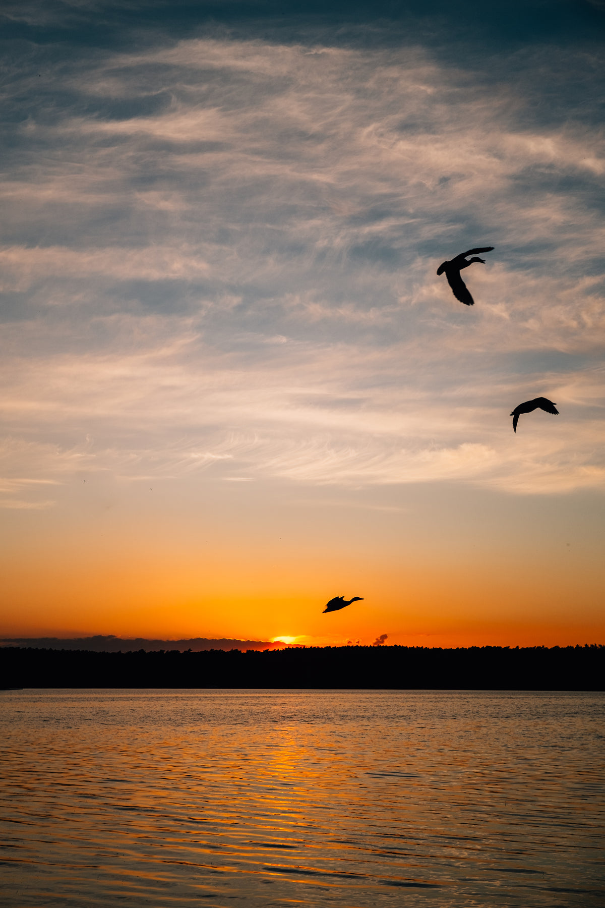 birds silhouetted by the setting sun
