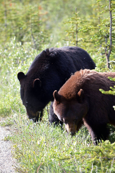 black and brown bear